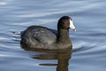 American coot Royalty Free Stock Photo