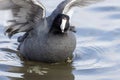 American coot Royalty Free Stock Photo
