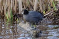 American coot Royalty Free Stock Photo