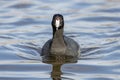 American coot Royalty Free Stock Photo