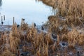 American Coot Bird