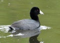 American Coot Royalty Free Stock Photo