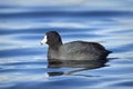 American Coot in calm water Royalty Free Stock Photo