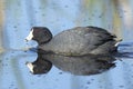 American coot in calm water Royalty Free Stock Photo