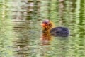 American coot chicks have conspicuously orange-tipped ornamental plumes covering the front half of their body that are known as