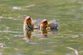 American Coot Chicks Swimming