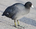 American Coot Royalty Free Stock Photo