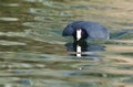 American Coot Crouching Low and Preparing to Attack Royalty Free Stock Photo