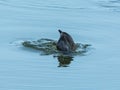 American Coot Dabbling