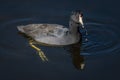 American Coot