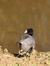 American Coot Duck, Fulica americana Royalty Free Stock Photo