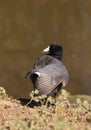 American Coot Duck, Fulica americana Royalty Free Stock Photo