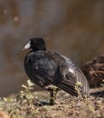 American Coot Duck, Fulica americana Royalty Free Stock Photo