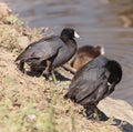 American Coot Duck, Fulica americana Royalty Free Stock Photo