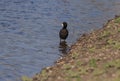 American Coot Duck Royalty Free Stock Photo