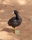 American Coot Duck, Fulica americana Royalty Free Stock Photo