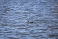 American Coot Duck Royalty Free Stock Photo