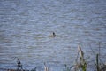 American Coot Duck Royalty Free Stock Photo