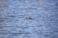 American Coot Duck Royalty Free Stock Photo