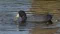 American Coot Feeding