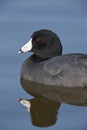 American Coot - Fulica americana