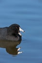 American Coot - Fulica americana Royalty Free Stock Photo