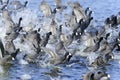 American coot, fulica americana Royalty Free Stock Photo