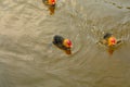 American coot Fulica americana babies in a lake Royalty Free Stock Photo