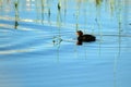 American Coot, Fulica americana Royalty Free Stock Photo