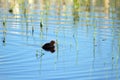 American Coot, Fulica americana Royalty Free Stock Photo