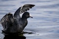 American Coot flapping wings on serene blue pond water, Walton County, Georgia, USA Royalty Free Stock Photo