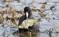 American Coot eating a dead bream sunfish on pond, Walton County, Georgia, USA