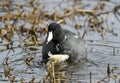 American Coot Duck eating fish, Georgia, USA Royalty Free Stock Photo