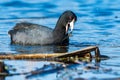 An American coot, Fulica americana, eating vegetation at a wetland in Culver, Indiana Royalty Free Stock Photo