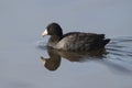 American Coot - Texas Royalty Free Stock Photo