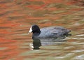 American Coot (Fulica americana) with fall color reflections Royalty Free Stock Photo