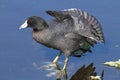 American Coot (Fulica americana) Royalty Free Stock Photo