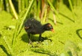 American Coot (Fulica americana) Royalty Free Stock Photo