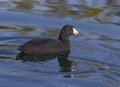 American coot (Fulica americana), New Jersey Royalty Free Stock Photo