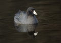 American coot (Fulica americana), New Jersey Royalty Free Stock Photo