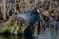 An American coot, Fulica americana, perched on a tree stump in an Indiana wetland