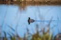 American Coot Fulica americana swimming on a calm pond Royalty Free Stock Photo