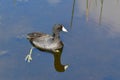 American Coot - Fulica americana -swimming in calm wetlands of Green Cay. Royalty Free Stock Photo