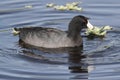 American Coot (Fulica americana) Royalty Free Stock Photo