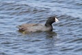 American Coot Fulica americana Royalty Free Stock Photo