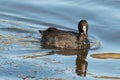 American Coot, Fulica americana, swimming in the water Royalty Free Stock Photo