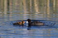 American Coot, Fulica americana Royalty Free Stock Photo