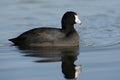 American coot, Fulica americana Royalty Free Stock Photo