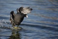 American coot, Fulica americana Royalty Free Stock Photo