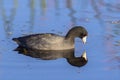 American Coot On A Lake